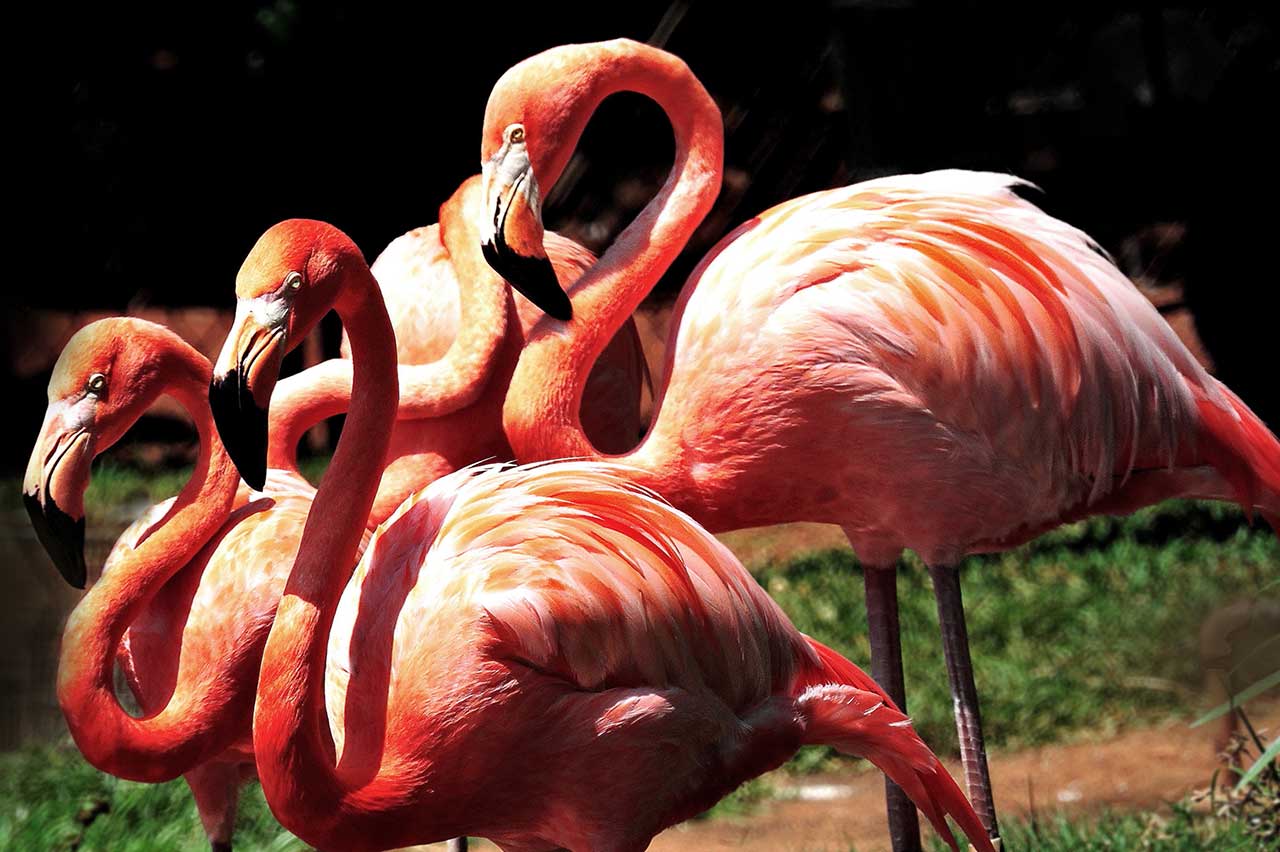 American-flamengo-1