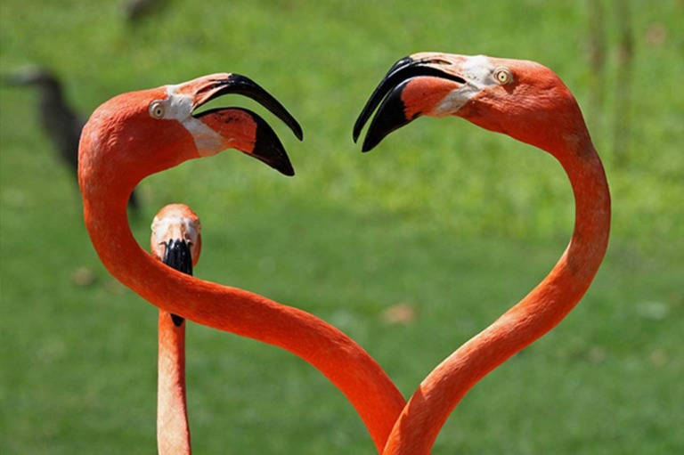 Honolulu Zoo mission