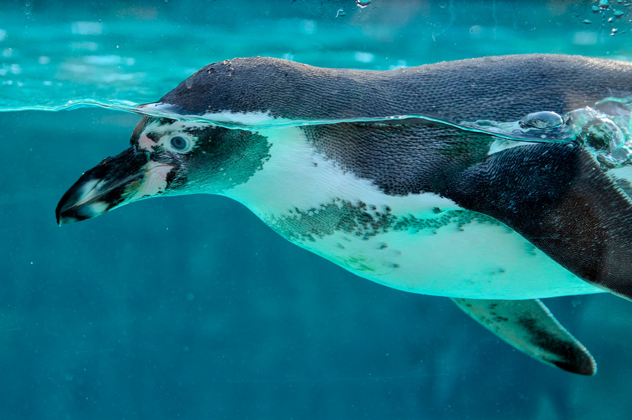 Honolulu Zoo news and events