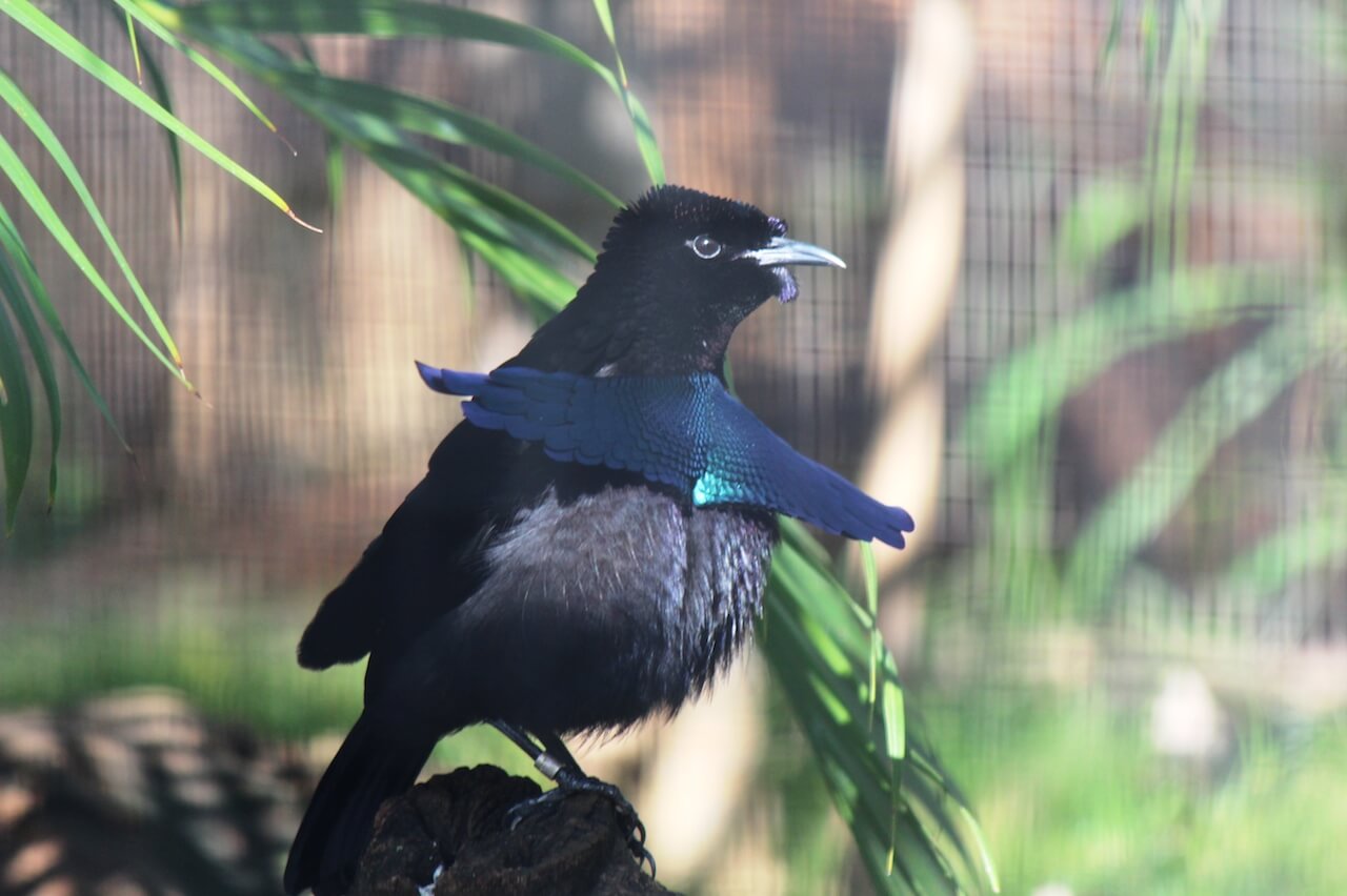 Birds Of Paradise - Honolulu Zoo