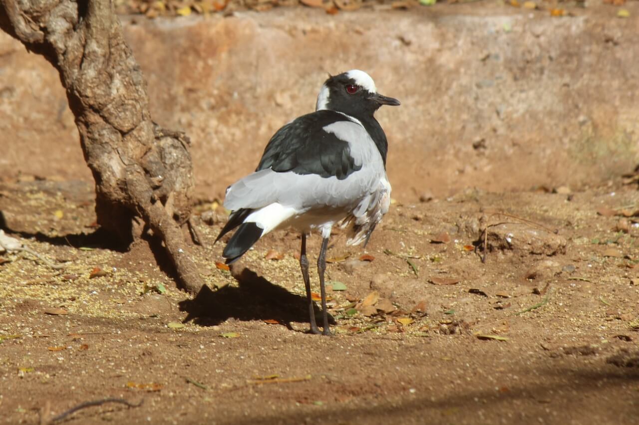 Blacksmith-plover