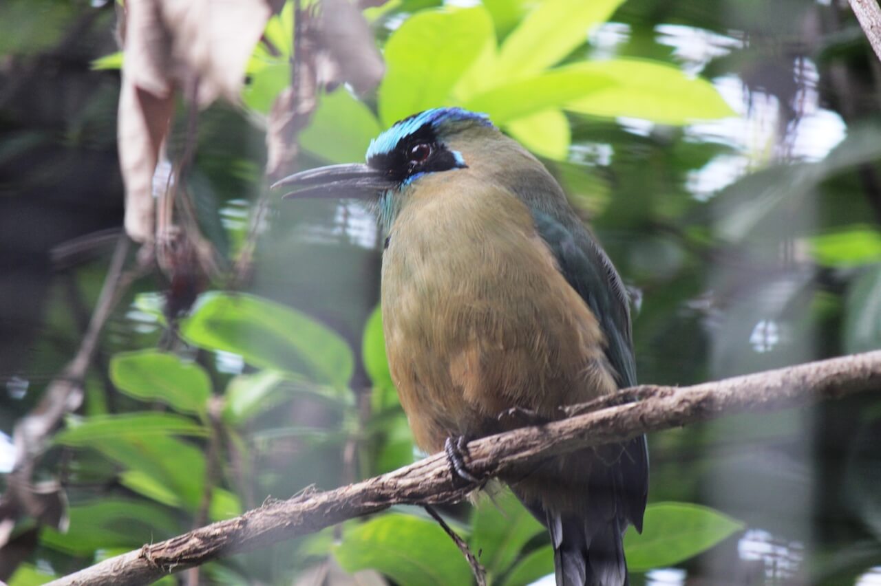 Blue-Crowned-motmot