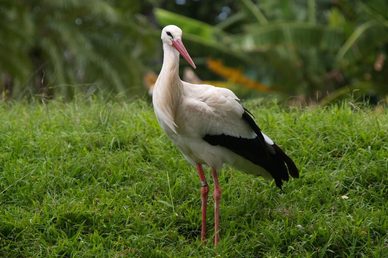 Stork