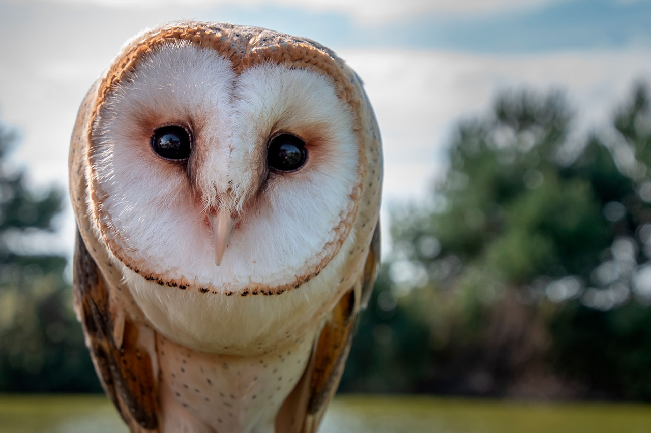 barn owl