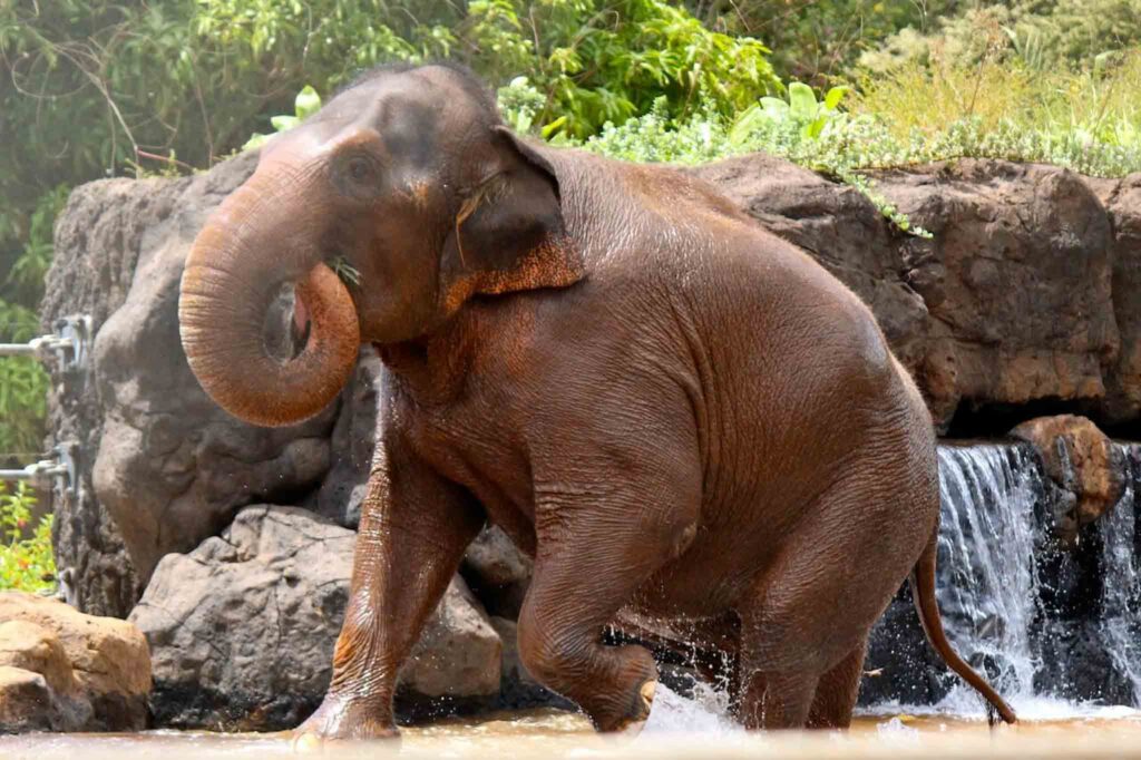Asian Elephant - Honolulu Zoo