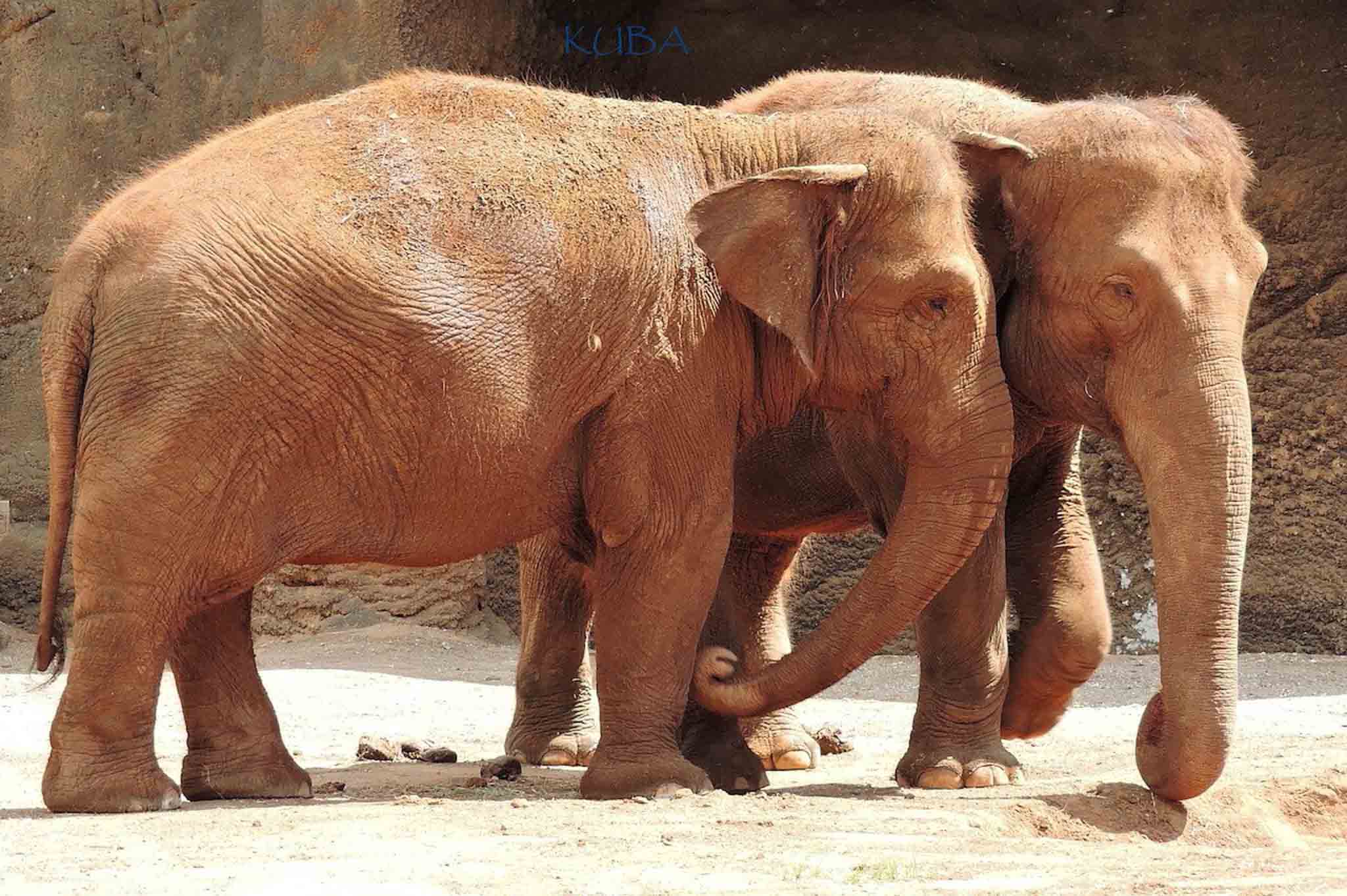 Asian Elephant - Honolulu Zoo