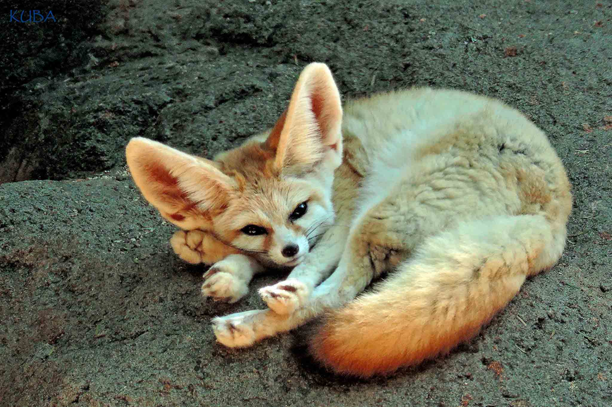 Fennec Fox - Honolulu Zoo