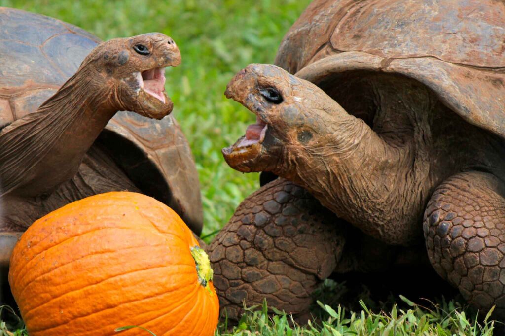 Galapagos Tortoise - Honolulu Zoo