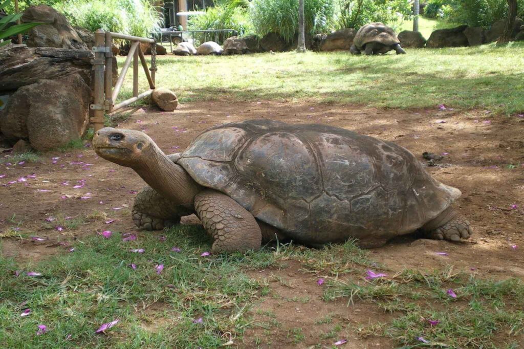 Honolulu Zoo planned giving