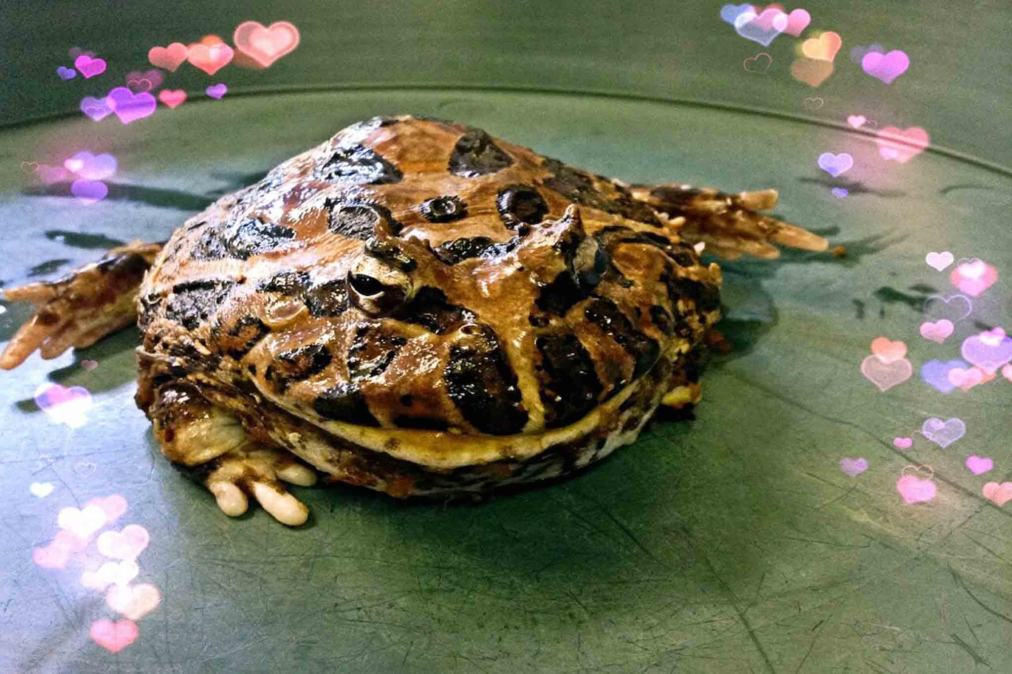 カメ Ornate Horned Frog - Honolulu Zoo