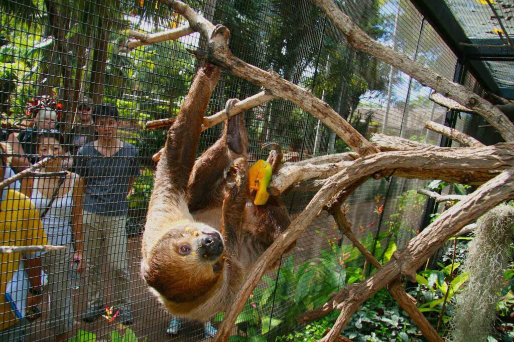 Honolulu Zoo animal wish list