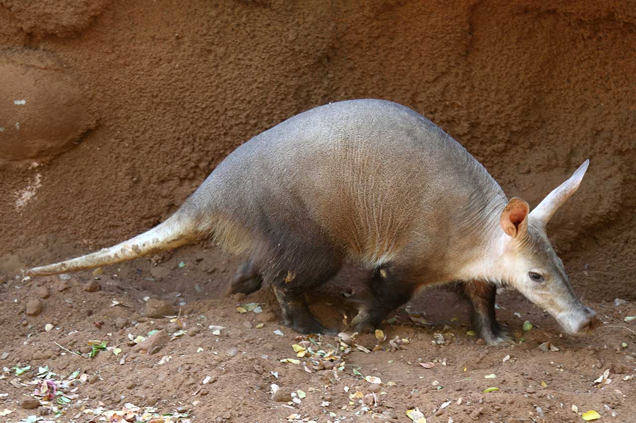 Aardvark - Honolulu Zoo Society