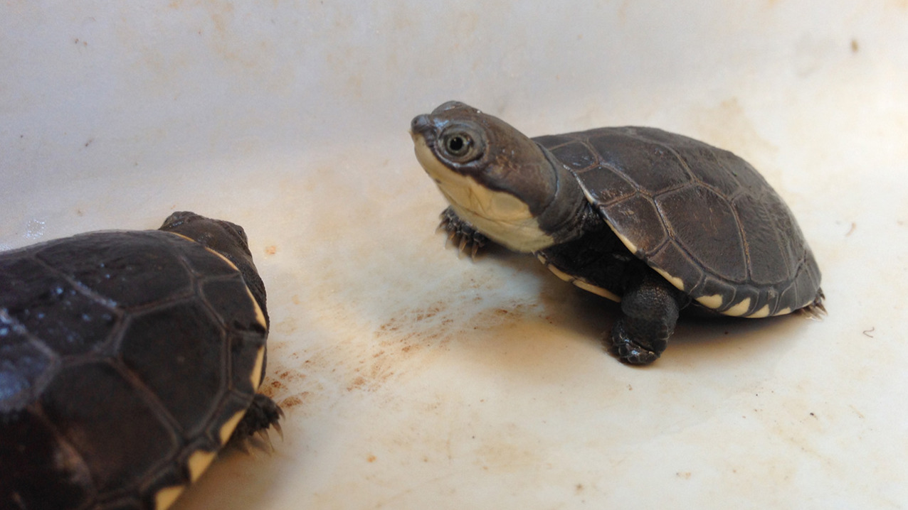 African Helmeted Turtle