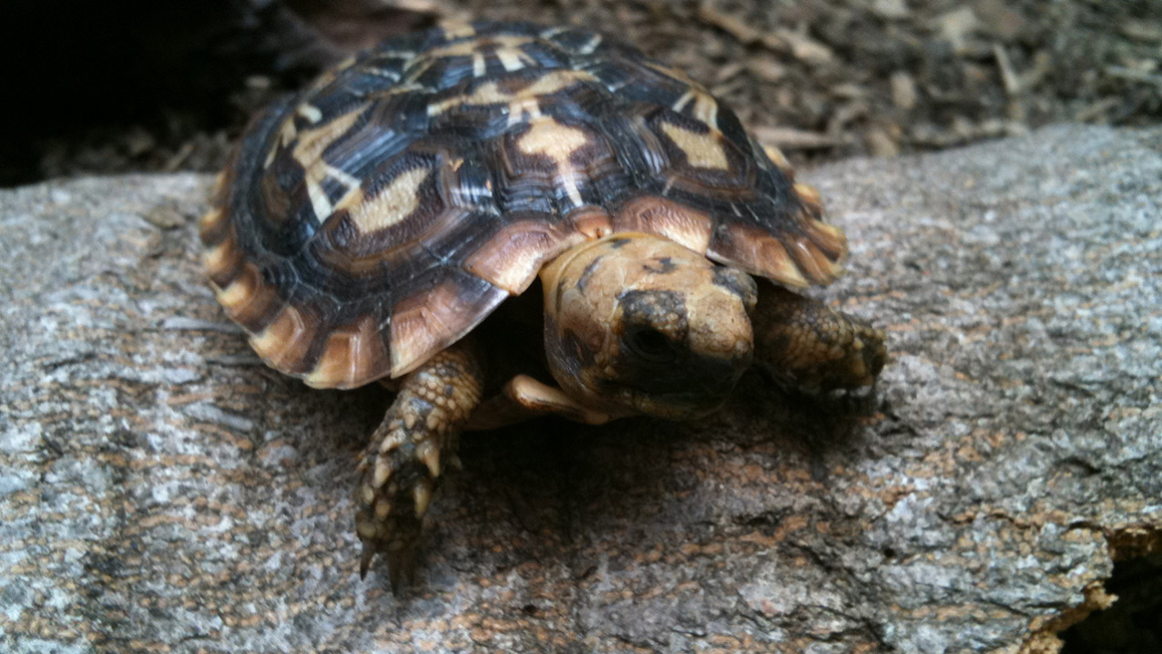 African Pancake Tortoise