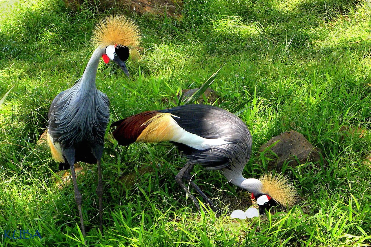 African Crowned Crane - Honolulu Zoo Society