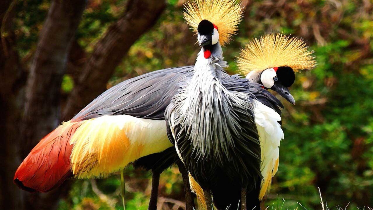 African Crowned Crane