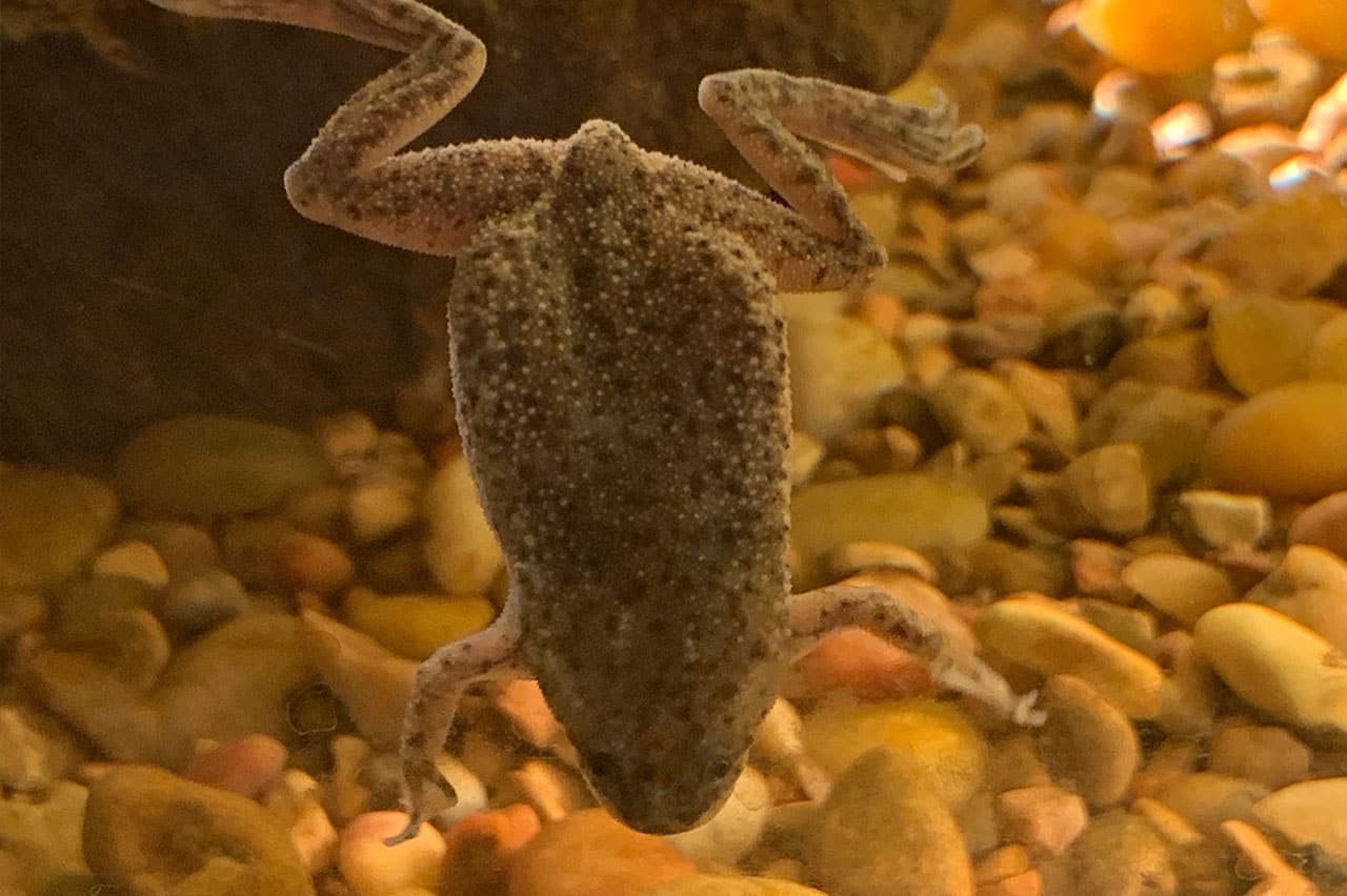 African dwarf frog - Wikipedia