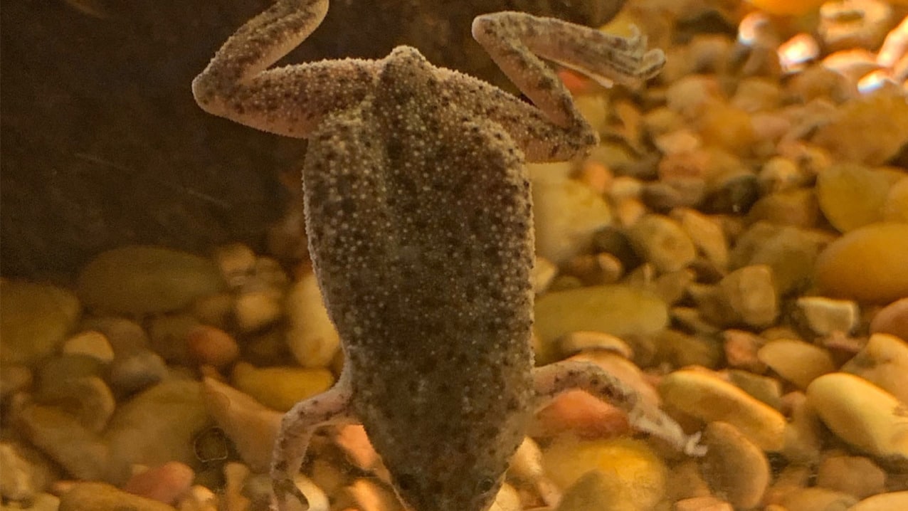 African Dwarf Clawed Frog