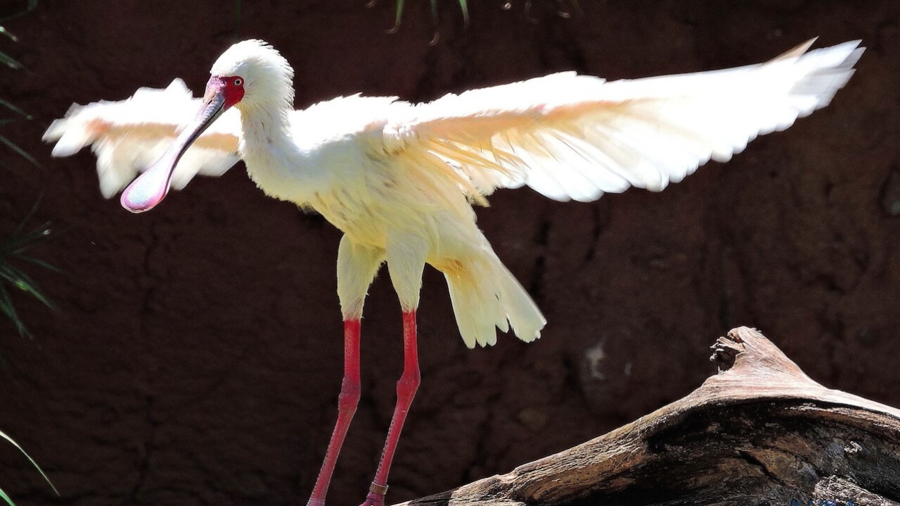 African Spoonbill