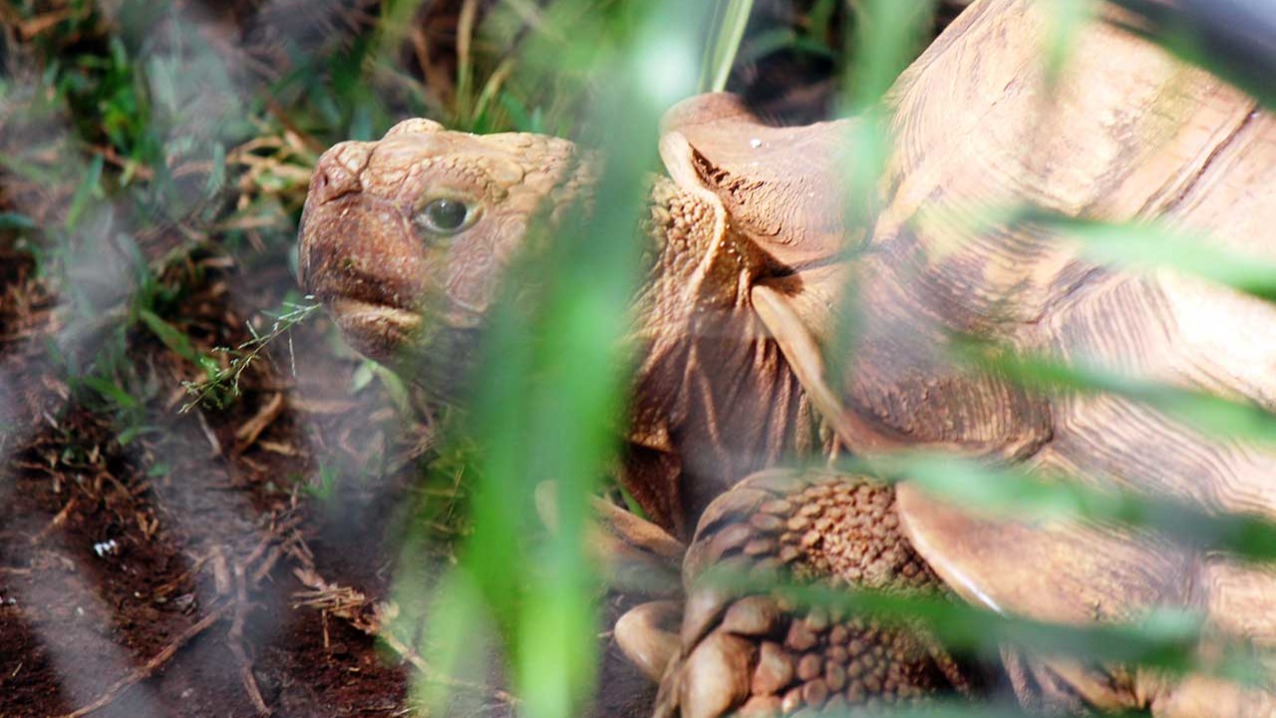 African Spurred-Thighed Tortoise