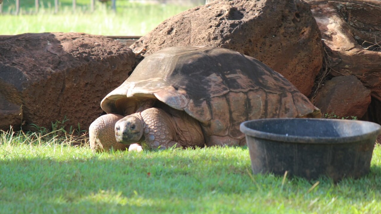 Aldabra Tortoise