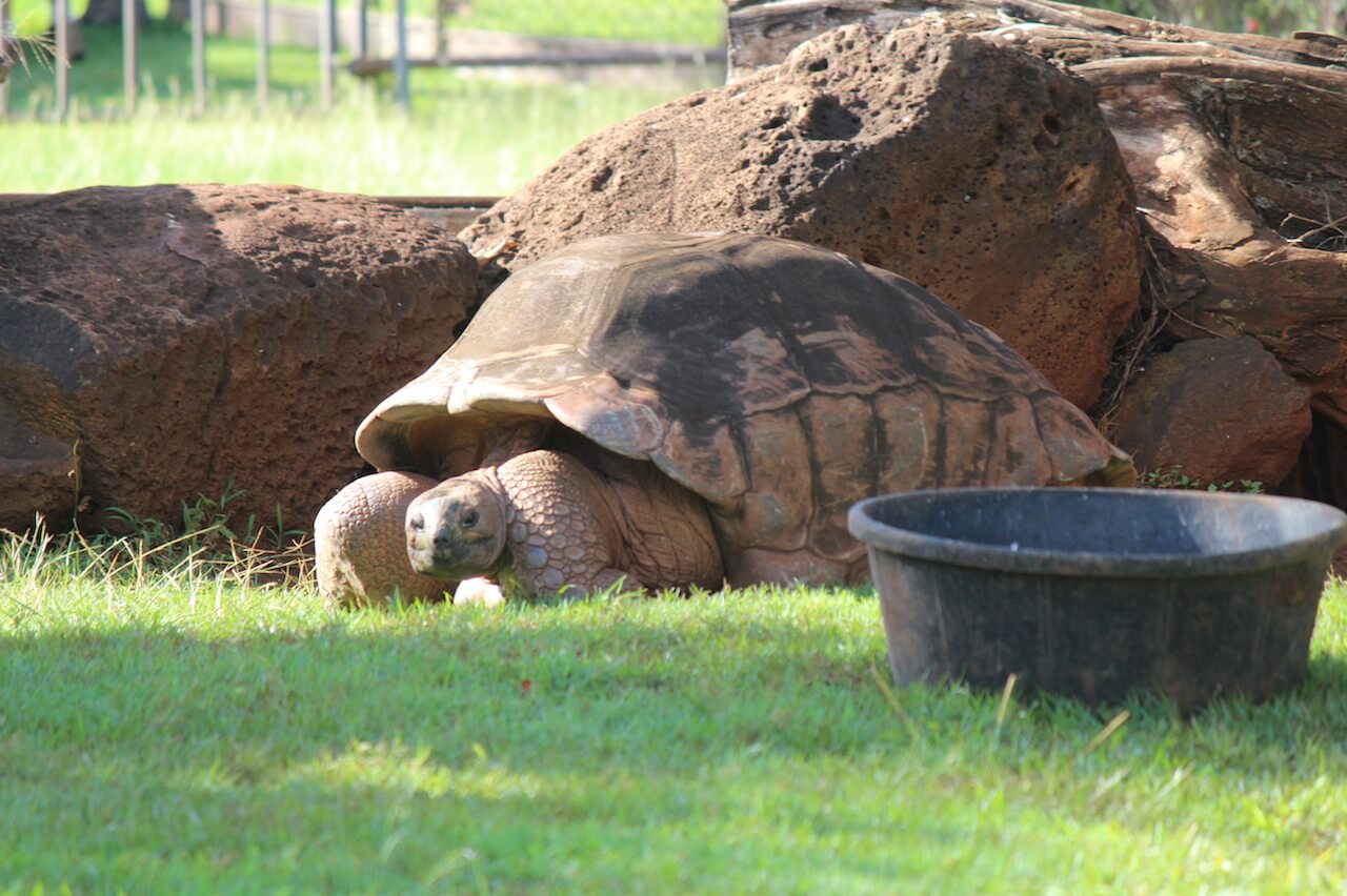 Aldabra Tortoise Honolulu Zoo Society