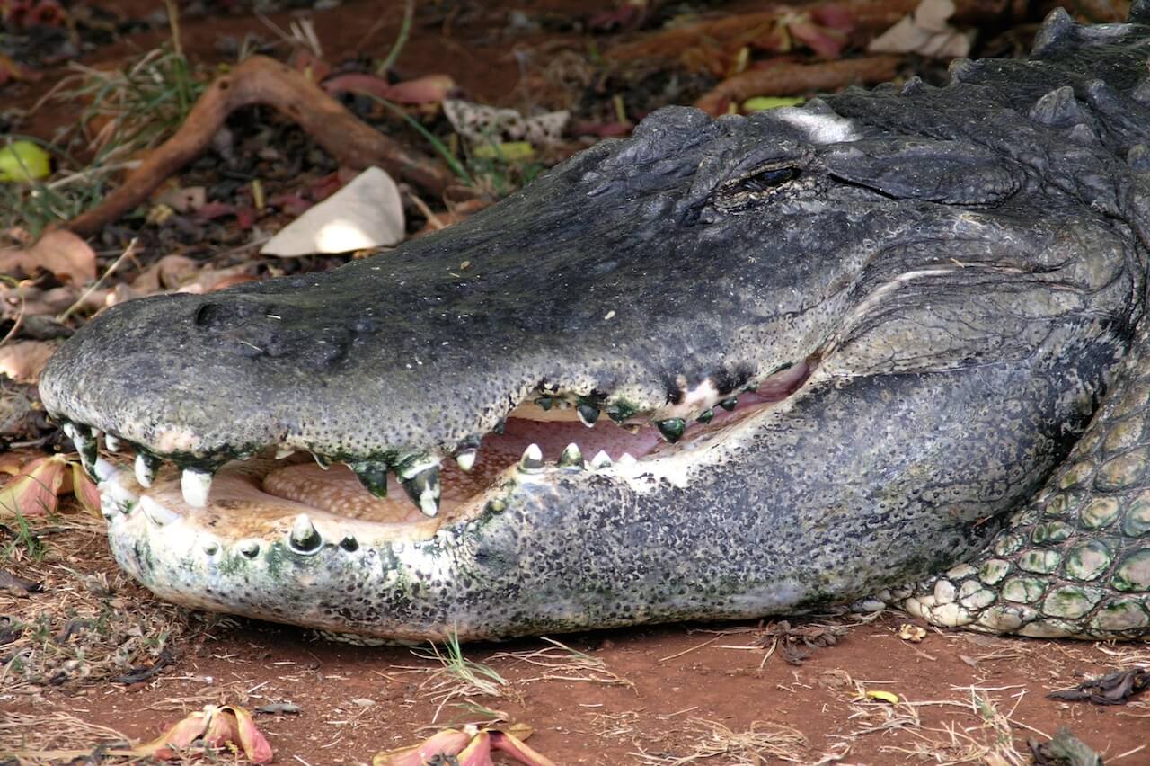 Aligator american American Alligator: