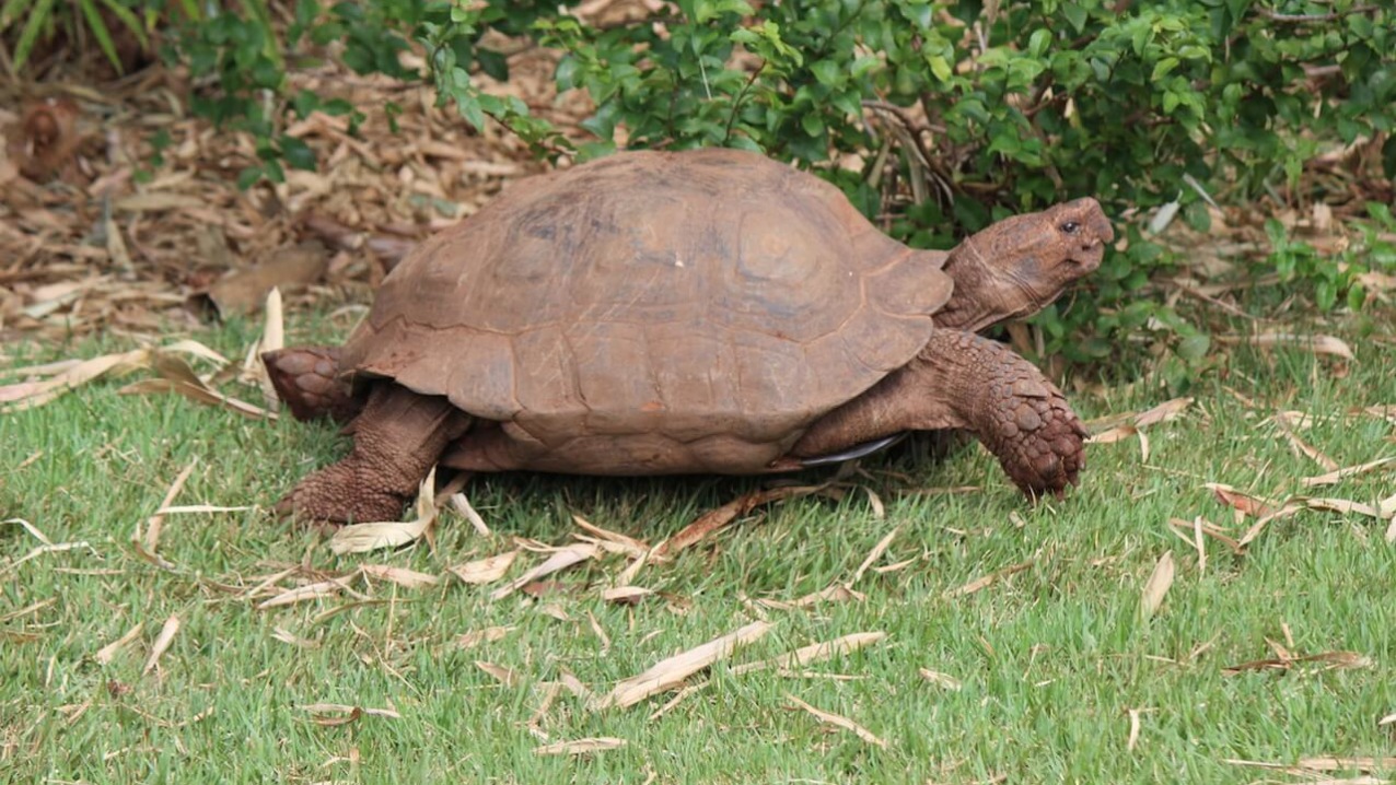 Asian Brown Tortoise