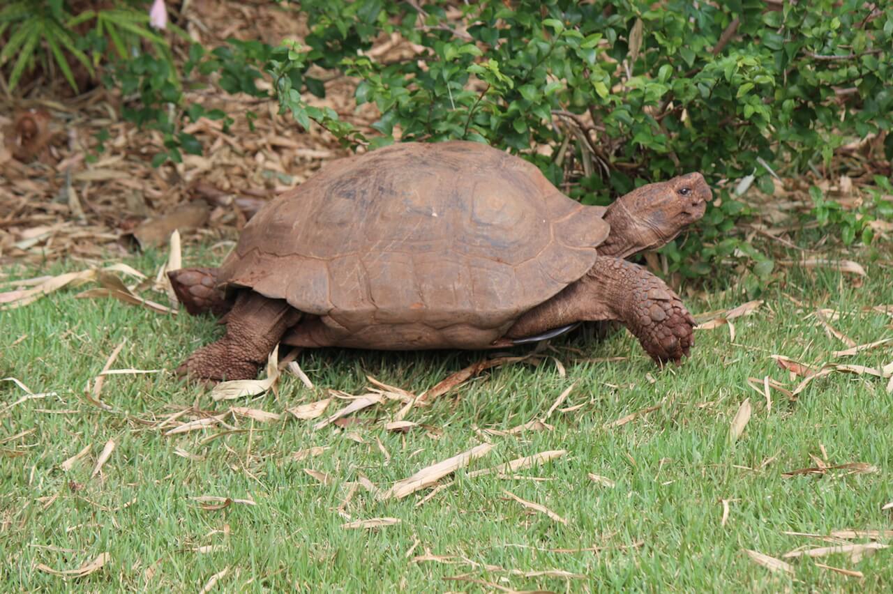 Asian Brown Tortoise - Honolulu Zoo Society