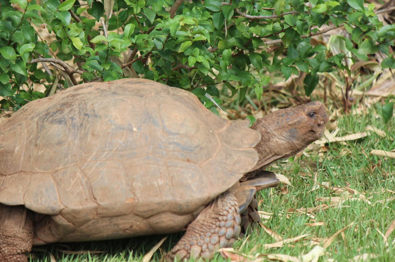 Asian Brown Tortoise - Honolulu Zoo Society