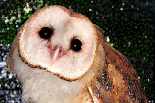 Barn Owl - Honolulu Zoo Society