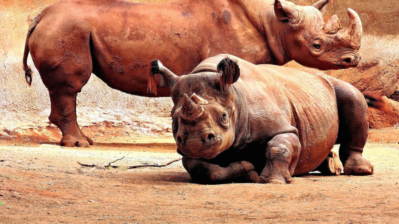 Black Rhinoceros