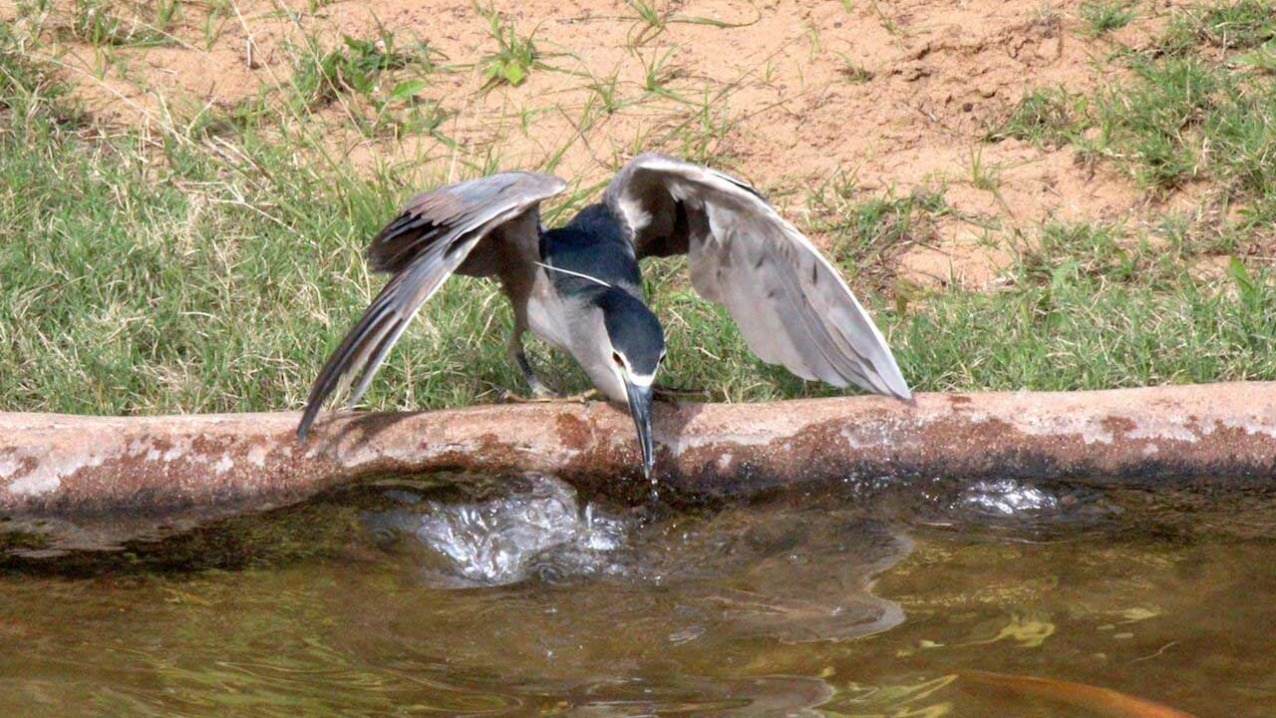 Black-Crowned Night Heron