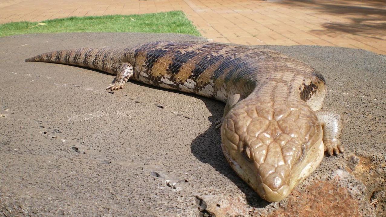 Blue-Tongued Skink