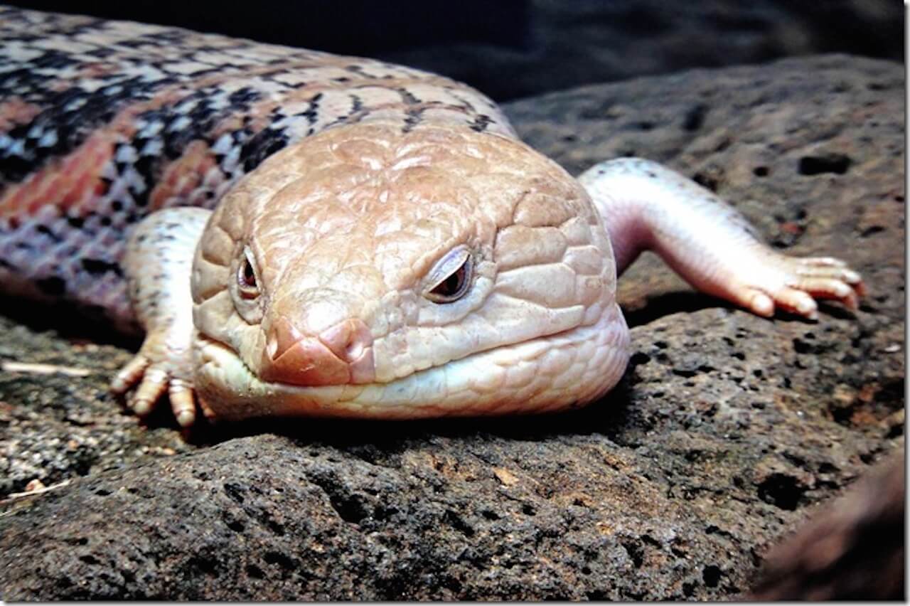 Blue-Tongued Skink Honolulu Zoo Society