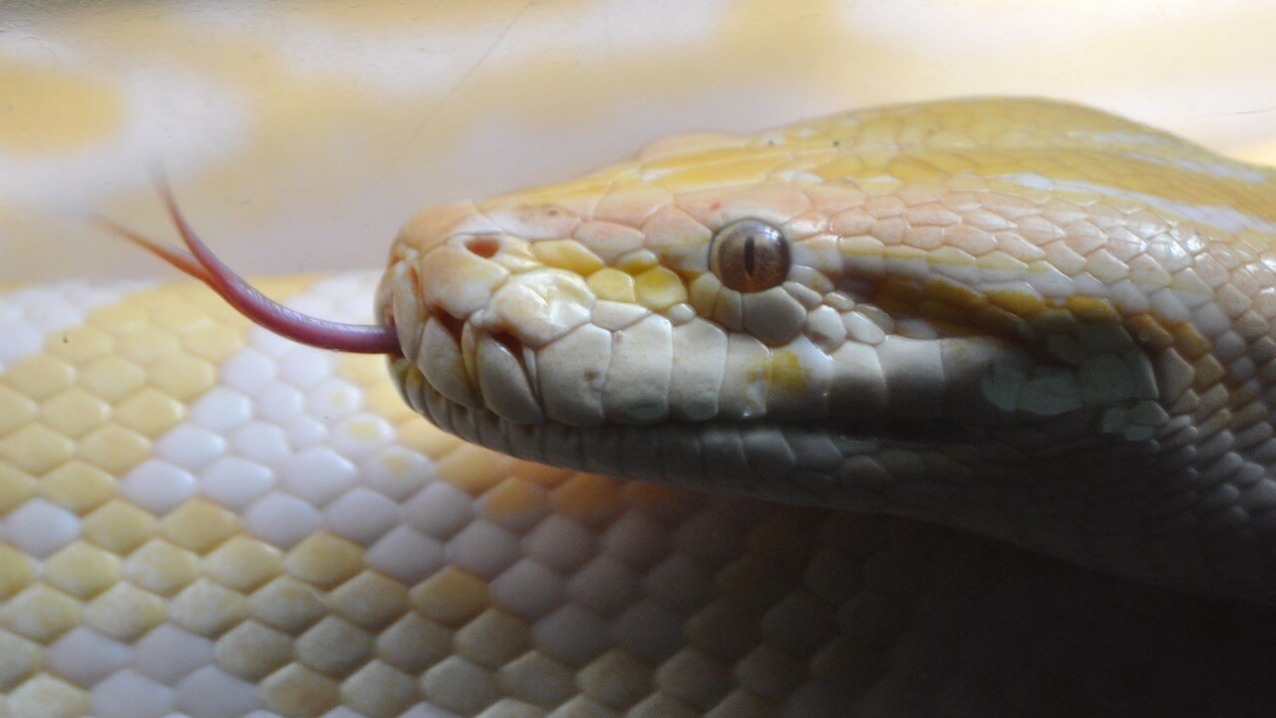 Burmese Python