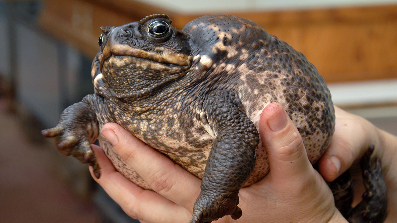 Cane Toad