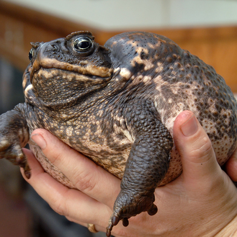 Dyeing Poison Dart Frog - Honolulu Zoo Society
