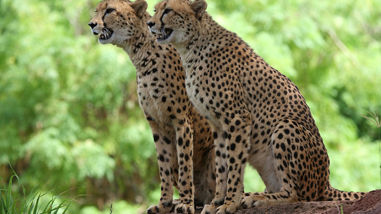 Cheetah