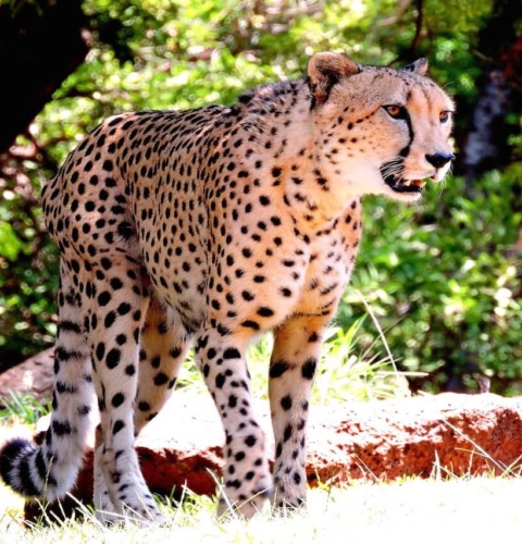 Cheetah-2 Cheetah-2