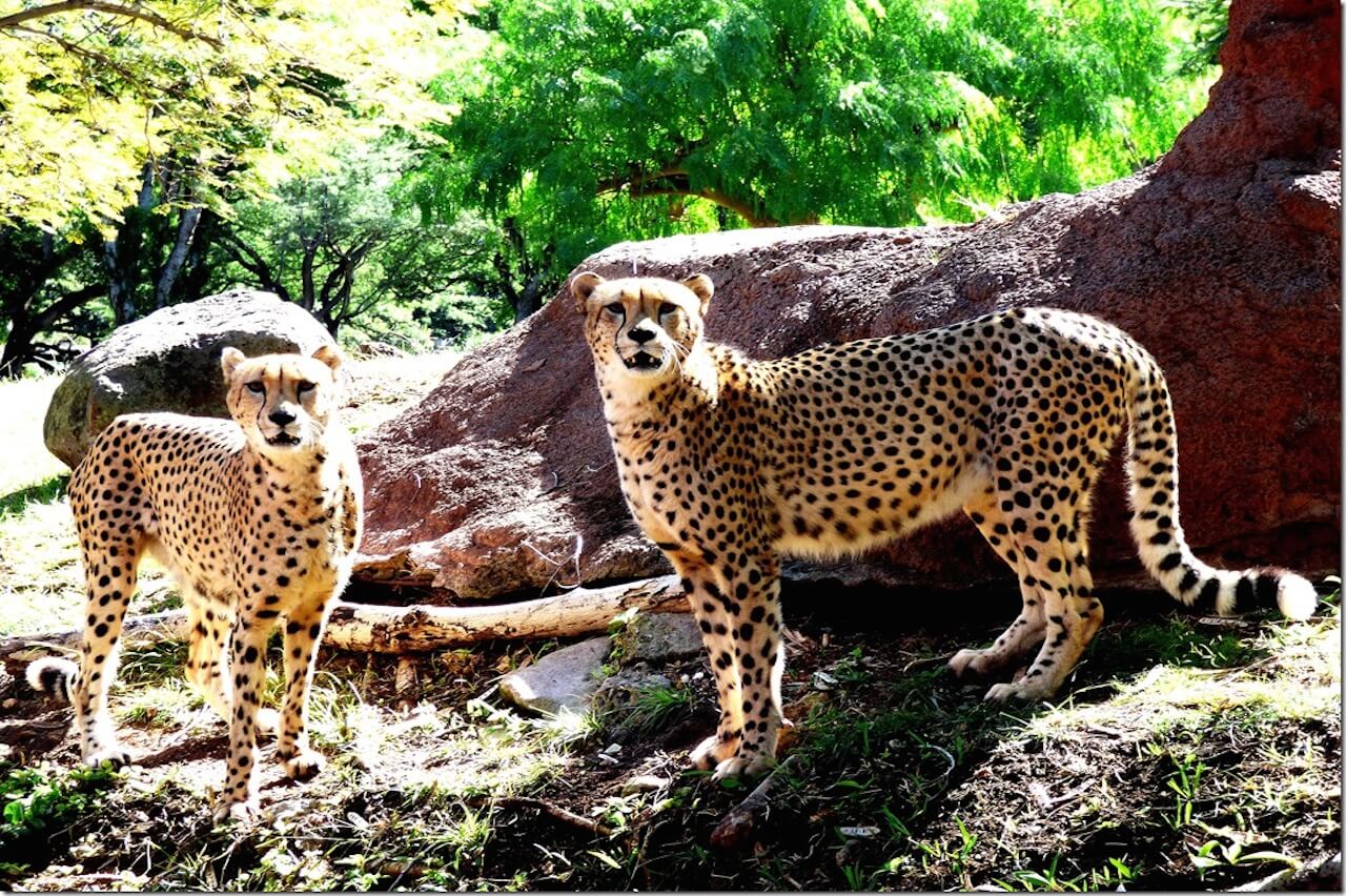 Cheetah - Honolulu Zoo Society