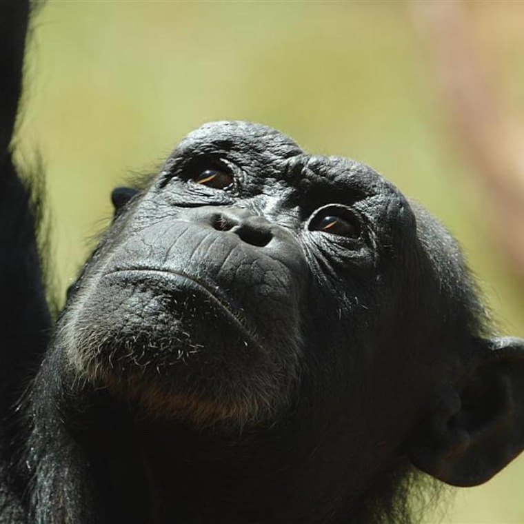 Chimpanzee-12-760x760.jpg