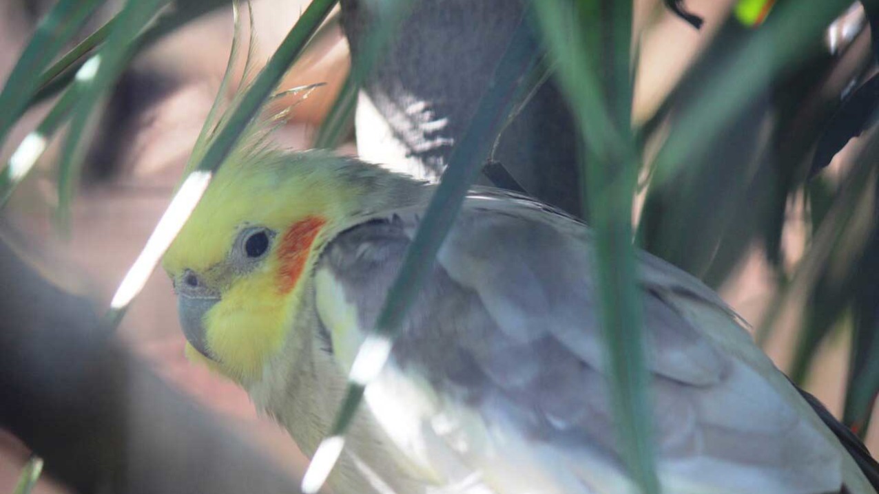 Cockatiel