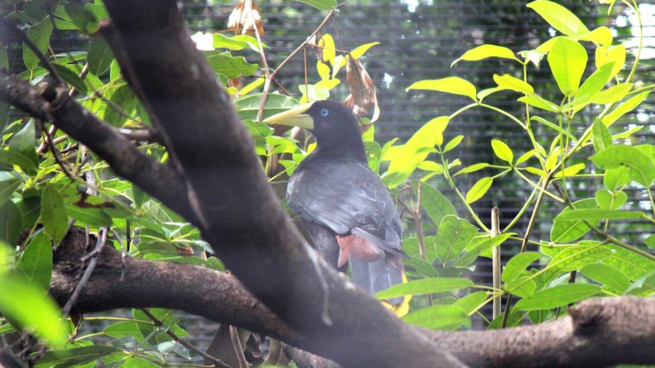 Crested Oropendola