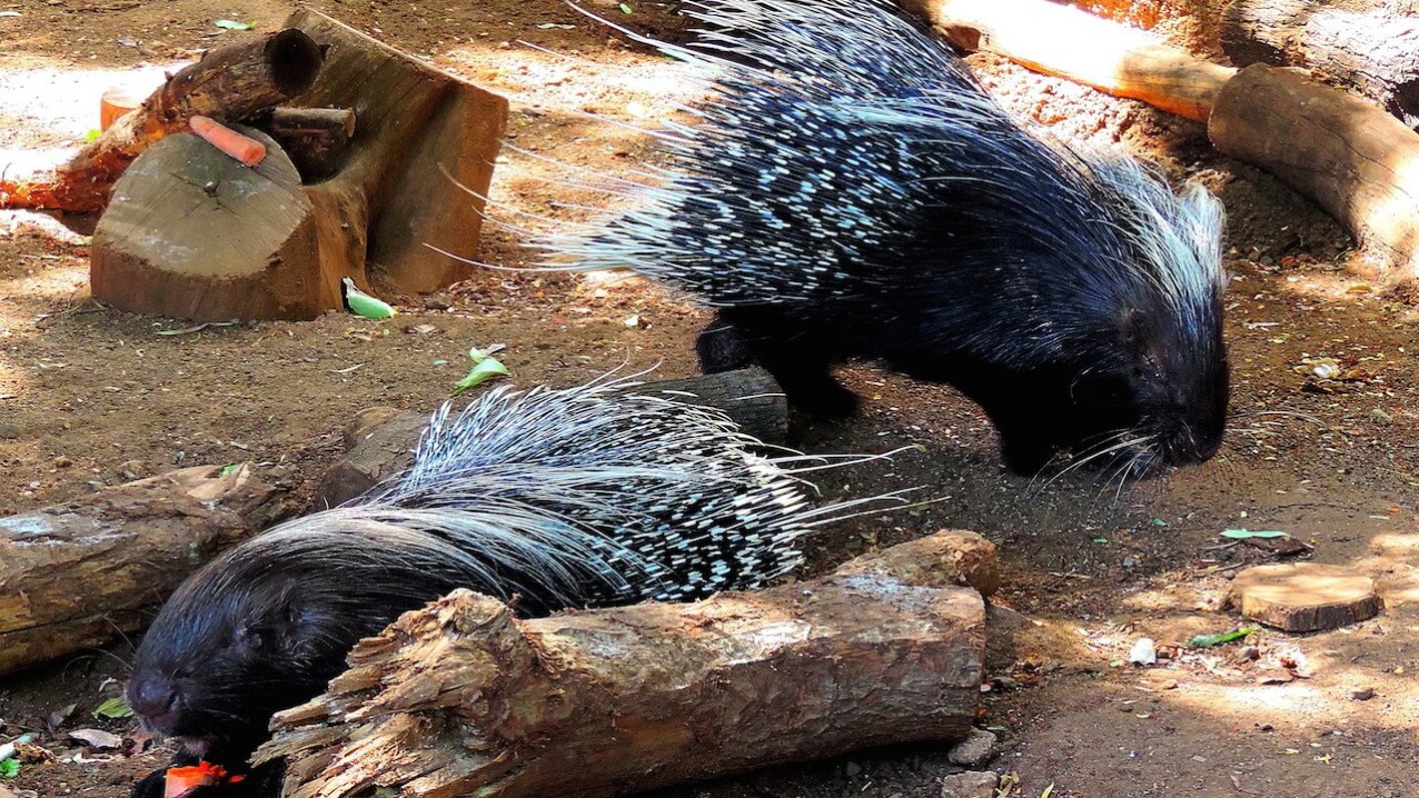 Crested Porcupine