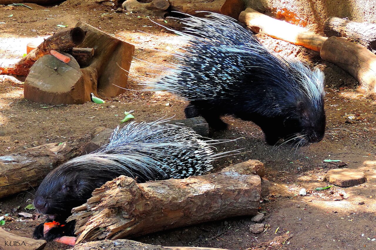 African Crested Porcupine - Niabi Zoo