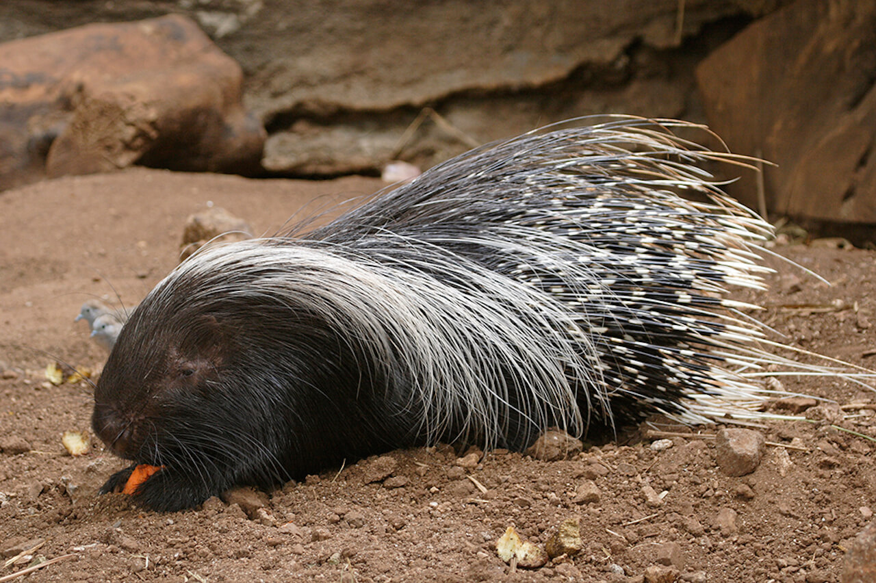 20 African Crested Porcupine Quills African Art 71629