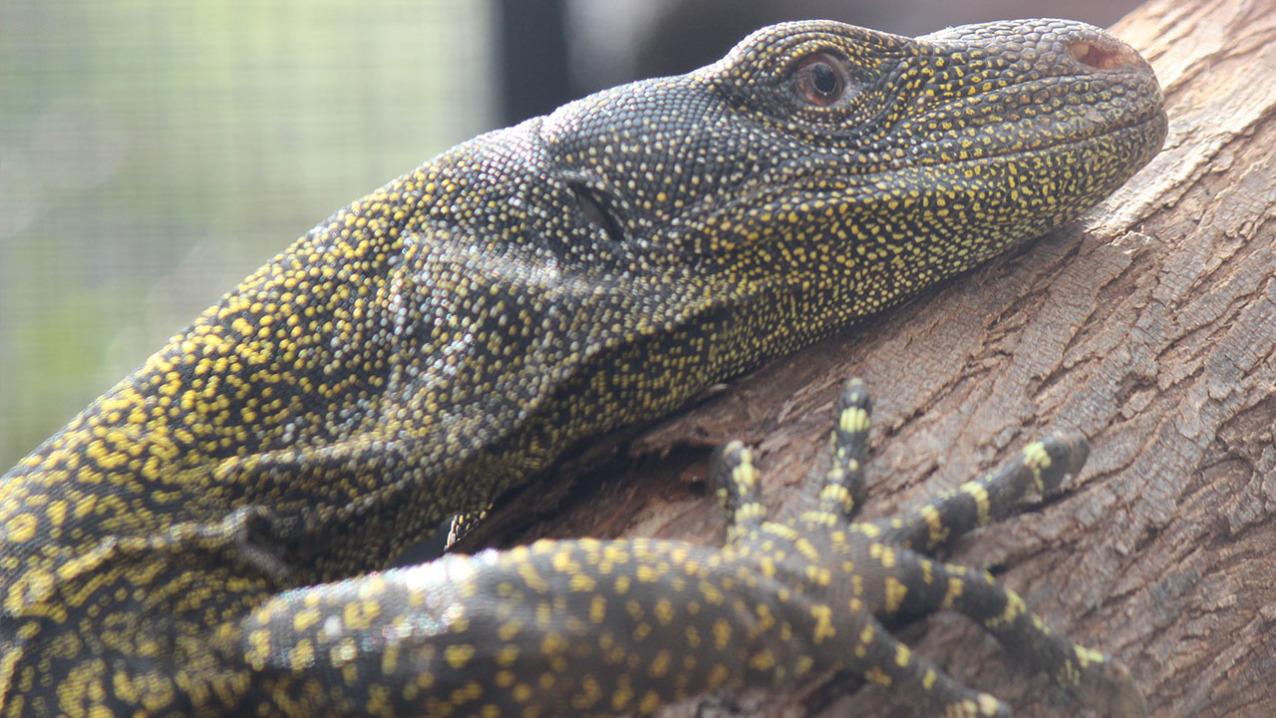 Crocodile Monitor Lizard