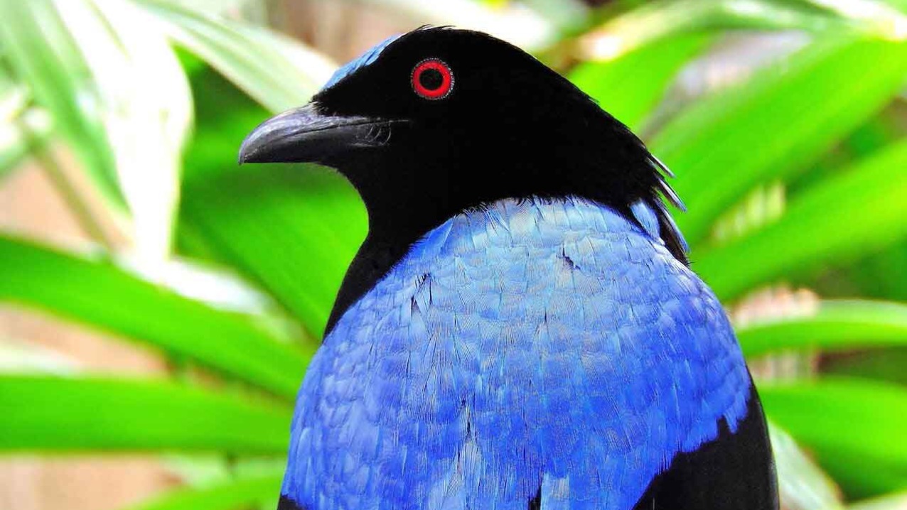 Fairy Bluebird