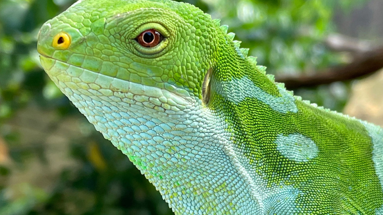 Fiji Iguana